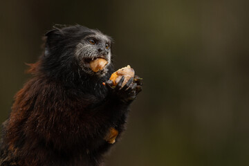 Amazon monkeys eating fruits, saguinus species, friendly monkeys residing in amazon rescue center