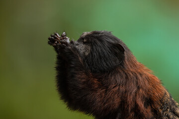 Amazon monkeys eating fruits, saguinus species, friendly monkeys residing in amazon rescue center