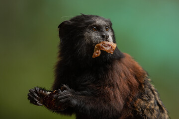 Amazon monkeys eating fruits, saguinus species, friendly monkeys residing in amazon rescue center