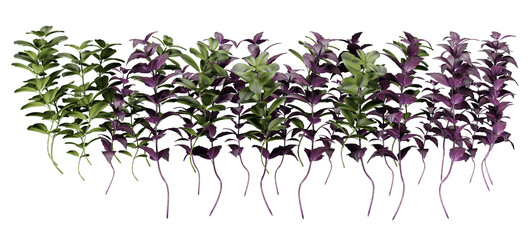 Basil plant on transparant background, 3d render illustration.