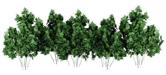 Fototapeta premium Parsley plant on transparant background, 3d render illustration.