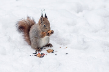 Naklejka na ściany i meble Fluffy forest squirrel eats oak acorns sitting on the snow in the park.