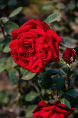 red rose in the garden
