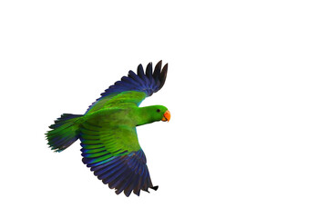 Colorful Eclectus parrot flying isolated on transparent background png file