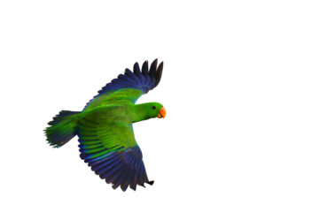 Colorful Eclectus parrot flying isolated on transparent background png file