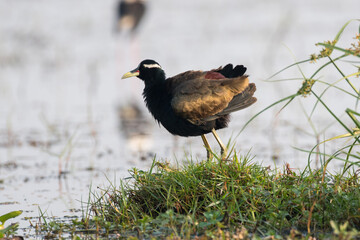 Bronze winged jacana bird perched in the grass with use of selective focus