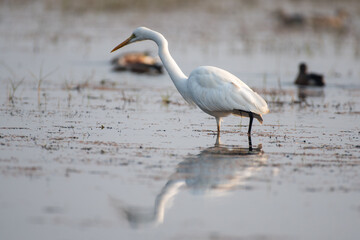 Close up of Great Egret bird in the wetlands with use of selective focus 