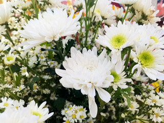 white chrysanthemum flowers