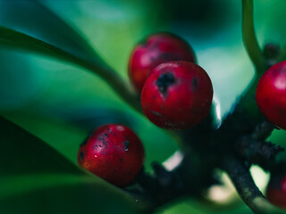 Red berries