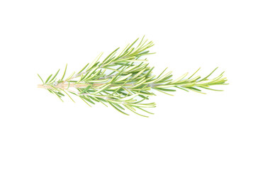 Rosemary isolated on white background. copy space. Aromatic evergreen shrub