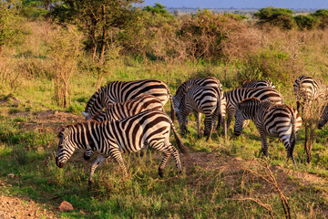 Herd of zebras in savanna in Serengeti national park in Tanzania. Wildlife of Africa