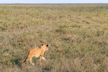 Lion cub (Panthera leo) walking in savannah in Serengeti national park, Tanzania