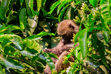 Olive baboon (Papio anubis), also called the Anubis baboon, on a tree in Lake Manyara National Park in Tanzania