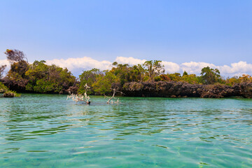 Fototapeta na wymiar Mangroves in the lagoon of Kwale island. This is a small islet in the south of Zanzibar, Tanzania