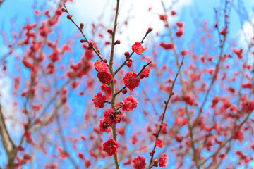 越生梅林の紅梅