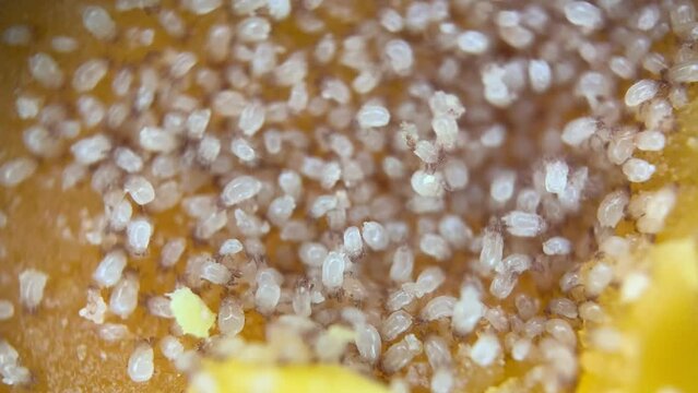 Cheese Mite On Aged French Mimolette Cheese Wheel Rind - Static Close Up