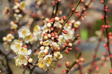 白梅の花と蕾