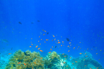 Different tropical fish at coral reef in the Red sea in Ras Mohammed national park, Sinai peninsula in Egypt