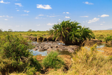 Group of hippos (Hippopotamus amphibius) in a river in Serengeti National Park, Tanzania. Wildlife of Africa