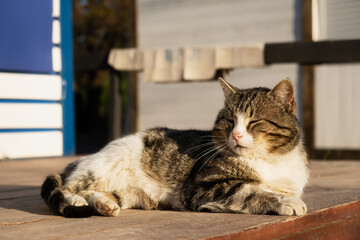 The cat is basking in the sun. Funny striped gray-white kitten enjoys the warm rays of the sun. Street yard cat close-up. The concept of spring, warmth, relaxation and peace. Funny portrait of a pet