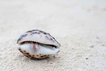 Seashell on tropical beach Zanzibar
