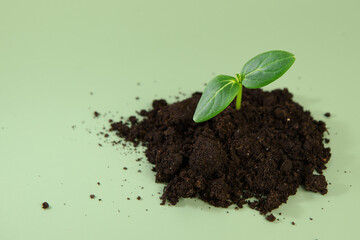 green sprout on the green background with copyspace