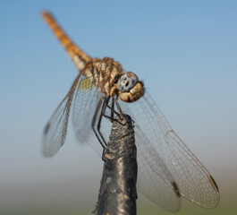 Closeup detail of wandering glider dragonfly on metal post