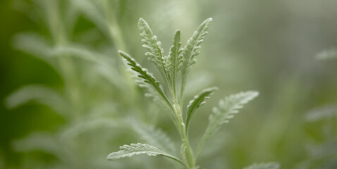 Tropical green leaves on background, nature summer forest plant concept.
Creative layout made of tropical leaves. Nature concept.