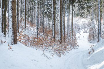 Fototapeta premium Trail through a winter landscape with snow-covered trees.