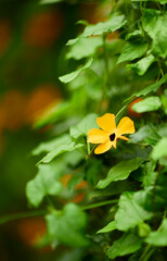 Fototapeta premium Tropical green leaves on background, nature summer forest plant concept. Creative layout made of tropical leaves. Nature concept.