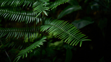 Tropical green leaves on background, nature summer forest plant concept.
Creative layout made of tropical leaves. Nature concept.