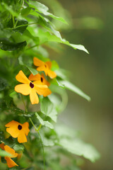 Tropical green leaves on background, nature summer forest plant concept.
Creative layout made of tropical leaves. Nature concept.