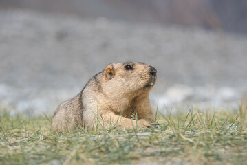 Himalaya Marmot, The giant squirrel in Himalaya mountain range. 
