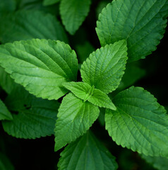 Tropical green leaves on background, nature summer forest plant concept.
Creative layout made of tropical leaves. Nature concept.