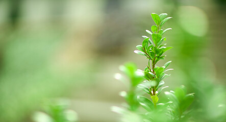 Tropical green leaves on background, nature summer forest plant concept.
Creative layout made of tropical leaves. Nature concept.