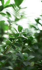 Tropical green leaves on background, nature summer forest plant concept.
Creative layout made of tropical leaves. Nature concept.