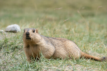 Himalaya Marmot, The giant squirrel in Himalaya mountain range. 