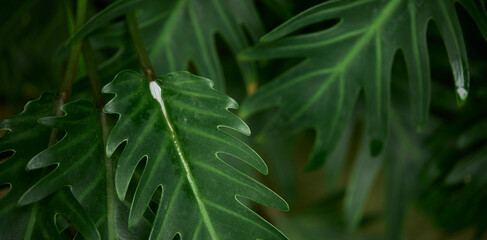 Tropical green leaves on background, nature summer forest plant concept.
Creative layout made of tropical leaves. Nature concept.