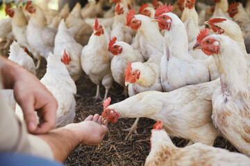 Hands, chicken and feeding at outdoor farm for growth, health and development with sustainable...