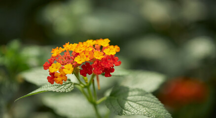 Tropical green leaves on background, nature summer forest plant concept.
Creative layout made of tropical leaves. Nature concept.