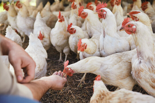 Hands, chicken and feeding at outdoor farm for growth, health and development with sustainable organic farming. Man, farmer and poultry expert for eggs, birds or meat for protein in countryside field