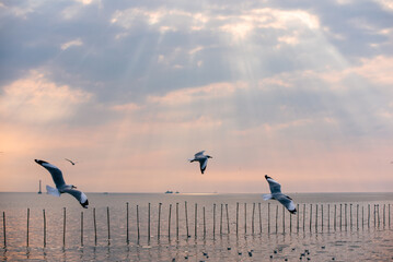 Flying Seagull in sunset viewpoint, bangpu near thai gulf, Thailand. 