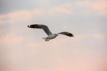 Flying Seagull in sunset viewpoint, bangpu near thai gulf, Thailand. 