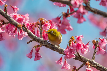 奄美大島の緋寒桜とメジロ