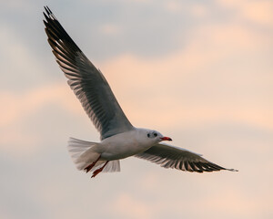 Flying Seagull in sunset viewpoint, bangpu near thai gulf, Thailand. 