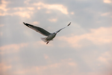 Flying Seagull in sunset viewpoint, bangpu near thai gulf, Thailand. 