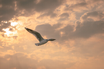 Flying Seagull in sunset viewpoint, bangpu near thai gulf, Thailand. 