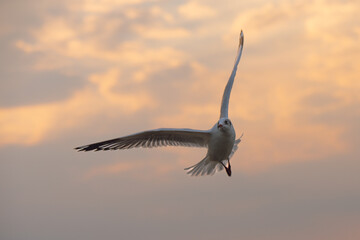Flying Seagull in sunset viewpoint, bangpu near thai gulf, Thailand. 