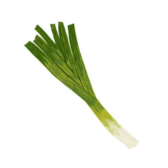 Leek isolated on white background. Traditional element of Asian cuisine. Vector clipart.