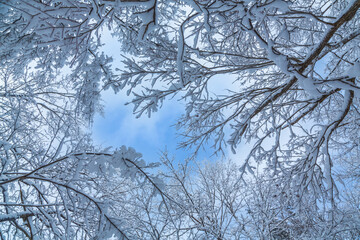 只見線第一橋梁雪景色